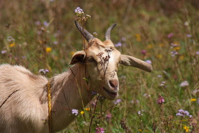 Close-up of goat by plants on field