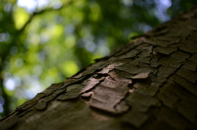 Close-up of tree trunk