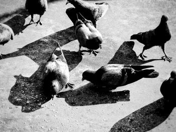 High angle view of birds perching on street