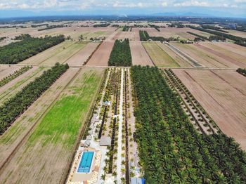 High angle view of agricultural field