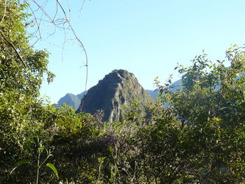Scenic view of forest against clear sky