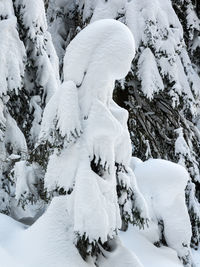 Snow covered trees