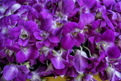 Close-up of purple flowering plants