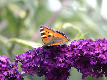 Close-up of butterfly pollinating on purple flower