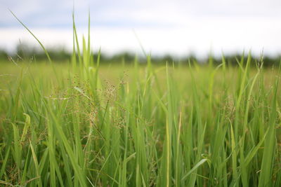 Green rice leaves on rice field.