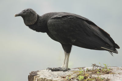 Scavenger bird black vulture coragyps atratus or american black vulture