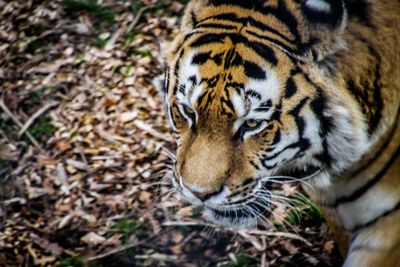 Close-up of tiger