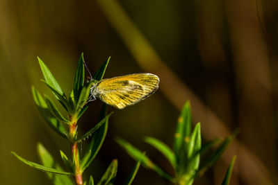 Close-up of butterfly on leaf