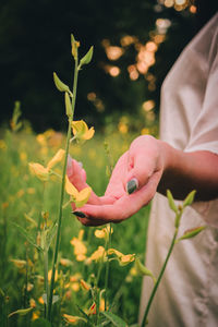 Close-up of hand holding yellow flowering plant