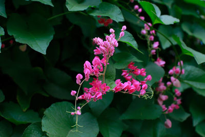 Close-up of pink flowering plant