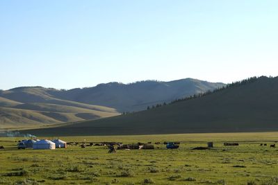 Cows grazing on field against clear sky