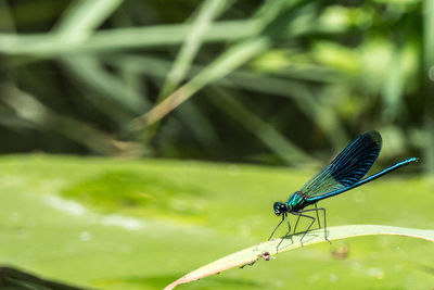 Close-up of fly on leaf