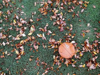 High angle view of fallen dry leaf on field