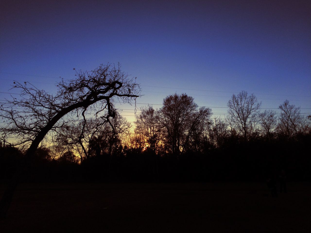 silhouette, tree, tranquility, tranquil scene, clear sky, scenics, copy space, beauty in nature, sunset, bare tree, nature, landscape, sky, branch, dusk, idyllic, dark, blue, growth, field