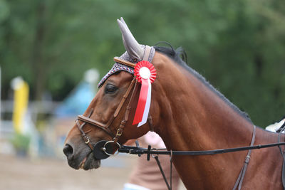 Close-up of a horse in ranch