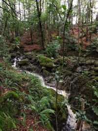 River flowing through forest