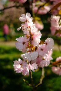 Close-up of pink cherry blossoms