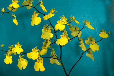 Yellow oncidium orchid also called dancing lady orchid blooms against a bright aqua blue background.