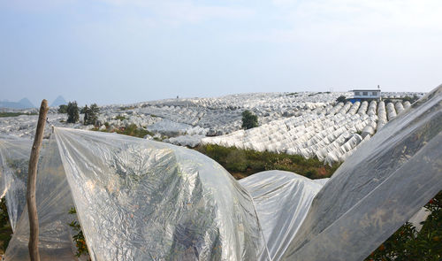 Kumquat trees covered by plastic on the fields of yangshuo, guilin, china