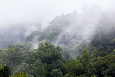 Scenic view of forest against sky