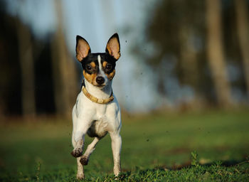 View of a dog running on grassland