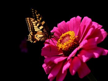 Close-up of butterfly on pink flowers against black background