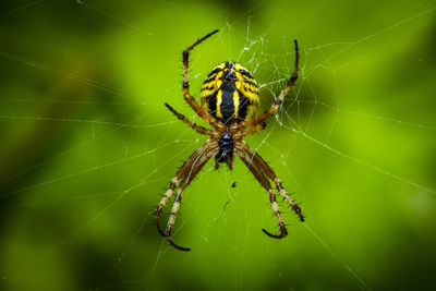 A beautiful macro photo of a large female spider waiting for prey to get stuck on her sticky webs