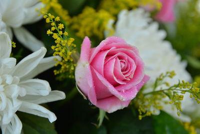 Close-up of pink rose flower