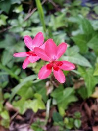 Close-up of pink flowers blooming outdoors