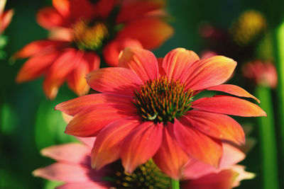 Close-up of red flowering plant