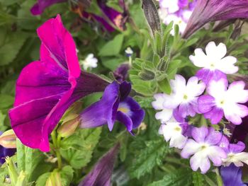 Close-up of purple flowers blooming outdoors