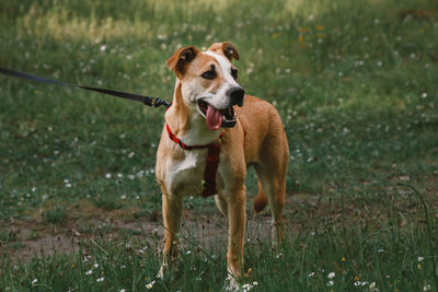 A dog with a protruding tongue stands in a forest glade and looks to the side.