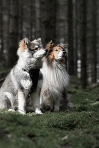 Portrait of a young puppy finnish lapphund dog and a sheltie shetland sheepdog in the forest
