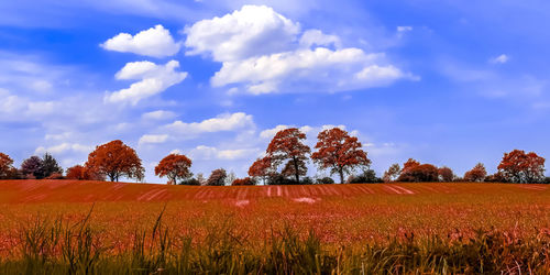 Scenic view of field against sky