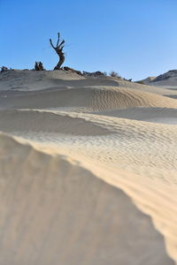 0348 desert poplar-populus euphratica tree-taklamakan desert-diffuse light of dawn. xinjiang-china.