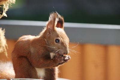 Close-up of squirrel