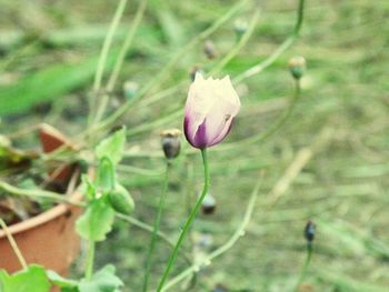 Close-up of plant