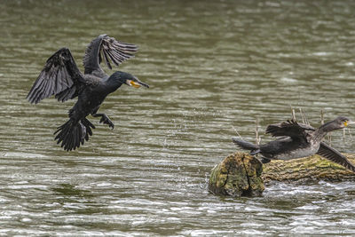 Birds flying over lake