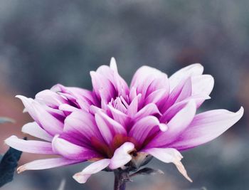 Close-up of pink flower