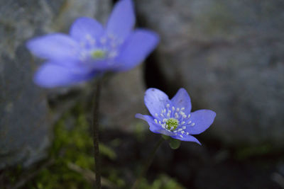 Close-up of purple crocus blooming outdoors