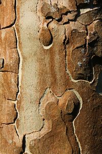 Full frame shot of weathered tree trunk