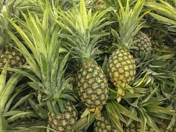 Close-up of fruits growing on field