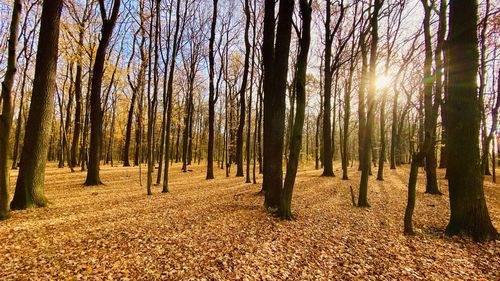 Sunlight streaming through trees in forest