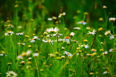 Close-up of white flowering plants on field