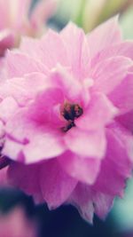 Close-up of pink flower