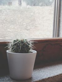 Close-up of potted plant on window sill