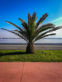 Palm tree by sea against sky