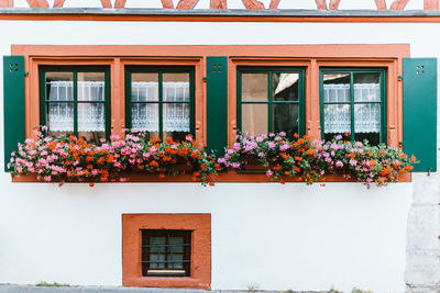 Potted plants outside house