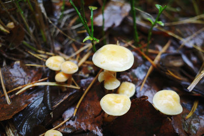 Close-up of mushrooms growing on field