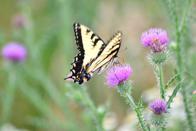 Close-up of butterfly pollinating on purple flower